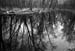 bugcreek